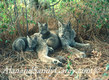 Audlt Lynx with Kittens resting in Shade