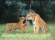 Bengal Tiger playing with her Cubs
