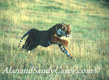 Bengal Tiger Running r