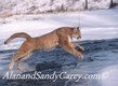 Mountain Lion leaping by stream Montana
