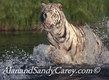 White Tiger running in River res
