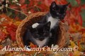 Black and White kitten pair playing in Autumn Leaves