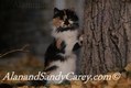 Calico Cat peeking around a Tree