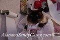 Siamese cat playing with toilet paper on toilet Seat