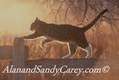 Tabby Cat on Wooden fence at Sunset