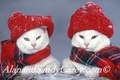White Cat pair in Winter Snow