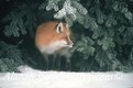 Fox looking out into the Winter