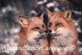 Red Fox Pair MT
