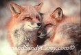 Puzzles--Red Fox pair resting, MT 