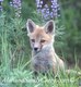 Red Fox Pup in Spring Flowers