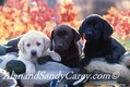 Black, Yellow and Choclate Lab Pups resting on Duck Decoys