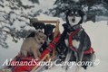 Female Alaskan Husky with her puppies in Minature Dogsled In Winter