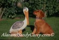Golden Retriever Puppy Playing with Seagull Statue