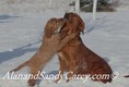 Golden Retriver Playing with her Puppy in winter