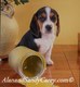 Guitly Beagle puppy after tipping over paint can