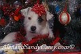 Jack Russel Terrier Relaxing under the Christmass Tree