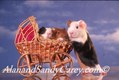 ' help wanted" Guinea Pig Female and Young in Stroller