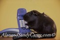 Guinea Pig Talking on Phone