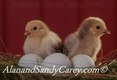 Happy chicks in nest
