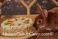Mini Rex Rabbit eyeing Carrot Cake