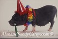 Pot bellied Pig Celebrating his birthday