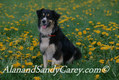 Border Collie in Spring Flowers