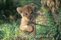 African Lion Cub playing with Small Branch