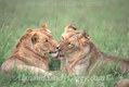 African Lion Nuzzling each other