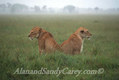 African Lions, Kenya Lets agree to Disagree
