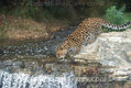 Amur Leopard Cub drinking from stream,