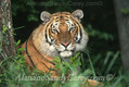 Bengal Tiger Close up