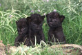 Black Leopard Cubs