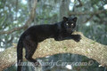 Black Leopard in Tree