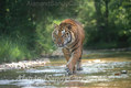 Siberian Tiger in Stream on Hot Summers Day