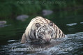 White Bengal Tiger in River