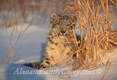 Young Snow Leopard Laying in the Snow