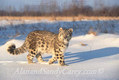 Young Snow Leopard walking in the