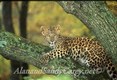 Amur Leopard Cub, Panthera Pardus Orientalis, Range Nothern China, Korea