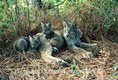 Audlt Lyn with cubs resting in Shade
