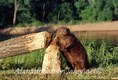 Beaver Feeding on freshly cut trees Montana