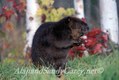 Beaver in Autumn Minnesota