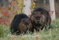 Beaver Pair in Autumn, Min