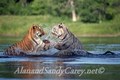 Bengal Tire pair playing in River