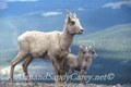 Bighorn Ewe, With her lambs, Colorado