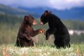 Black Bear Cubs playing, Montana