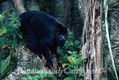 Black Howeler Monkey Belize Centeral America