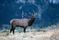 Bull Elk Montana