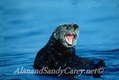 California Sea Otter Yawning