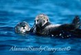 California sea otter, female with young being carried on Belly