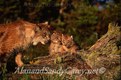 Canada Lynx Nuzzling Kitten Montana 